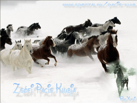 we love horses... the beautiful animals site.